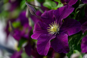 Close up of beautiful single clematis flower. Macro photo of the nature in the summer garden, Texture background.