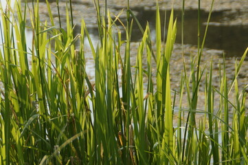 Obraz premium grass in the wind
