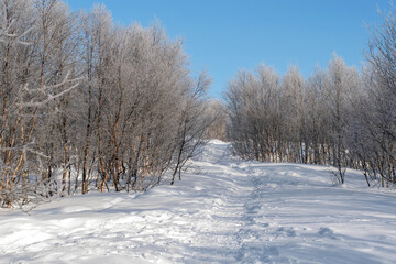 View of the frozen trees forest in winter