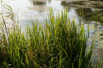 grass and water