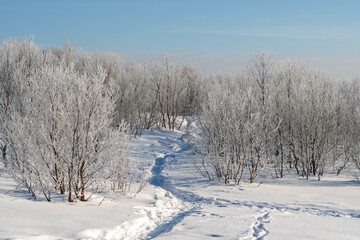 Fototapeta na wymiar View of the frozen trees forest in winter