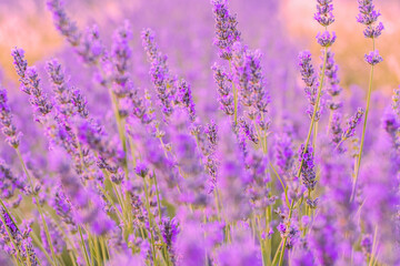 Fototapeta na wymiar Lavender flowers in a lavender field. (Isparta Kuyucak lavanta köyü). Kuyucak Isparta lavender village. Turkey. 