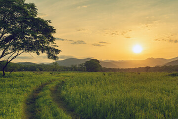 A road through a field. A lonely tree. The sun goes down in the mountains. Summer.
