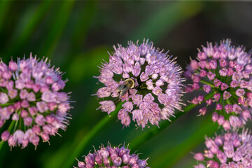 Ornamental onion plant Allium 
 Millenium , garden flower