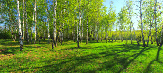 Birch grove, Panorama for photo printing wall murals, high resolution photo, spring forest with birches