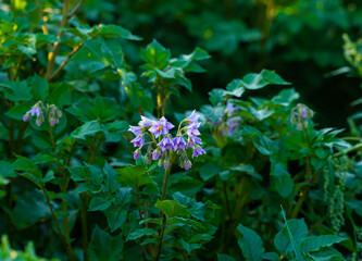 Potato field with plants in bloom. Close up with shallow depth of field