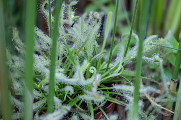 Drosera capensis (carnivorous plant) in its natural environment