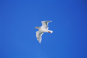 seagull in the sky