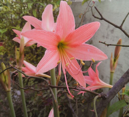 pink lily flower blooming in the garden, nature photography