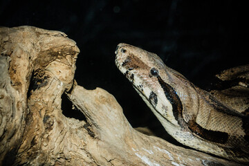 Head shot of a Boa Constrictor crawling along a log against a black backdrop.