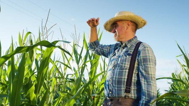 Farmer wearing straw hat standing in cornfield and looking around. Man between corn rows and green leaves. Harvest time concept. Agronomist checking vegetables plantation, examining crops.