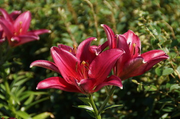 Fototapeta premium pink lily flower