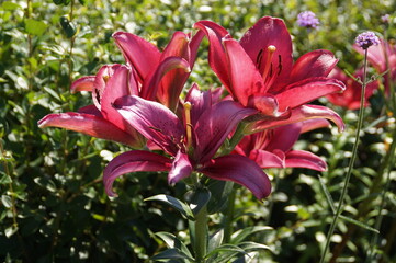 pink lily flowers