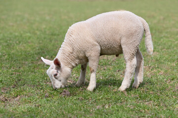Obraz na płótnie Canvas White young sheep lamb grazing in meadow