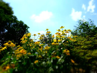 ひまわりと青空