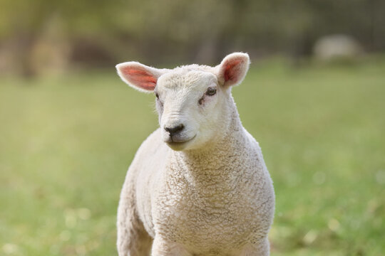 Dreamy portrait of a white sheep lamb isolated on green background