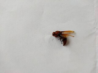 insects on the floor