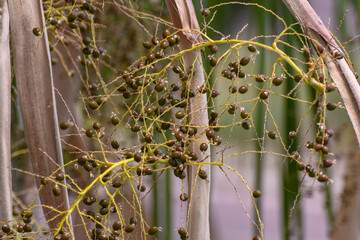 Selective focus shot of a forest Scirpus with small berries © Timi Pop/Wirestock