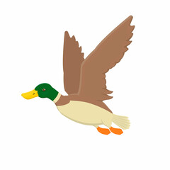 Duck. Duck bird, vector illustration