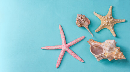 Two clam shells of different shapes and two starfish of different colors on a turquoise background