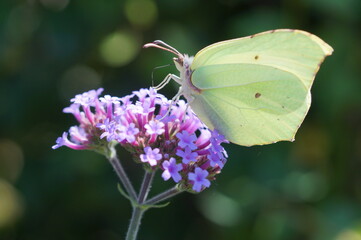 butterfly on flower