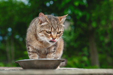 A funny angry brown tabby cat on the street eats from a metal bowl and licks its lips. Hungry homeless cat eats food in the garden on a summer day.