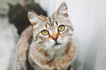 Beautiful cat with yellow eyes, close up and focused on Cat's Whiskers, hungry cat. Portrait of a...