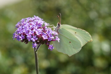 butterfly on flower