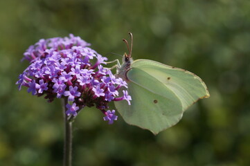 butterfly on flower