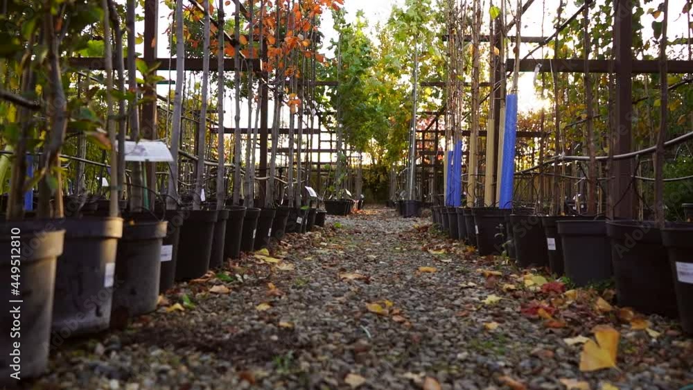 Aufkleber garden center with nursery. a ray of sun shines through the rows of autumn trees. slow motion