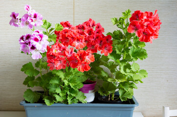 Plants with red and pink flowers of the royal pelargonium of the grandiflora variety Vienna and the variety Aristo Orchid.