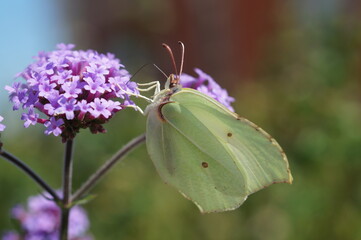 butterfly on flower