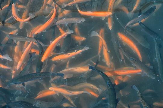 Trout splashing in the water at a fish farm