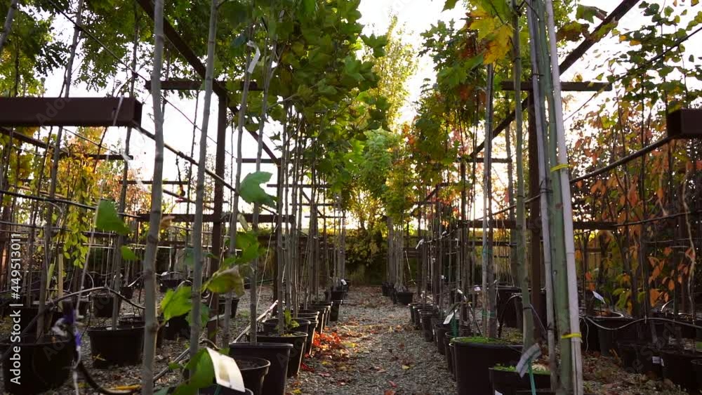Aufkleber Garden center with nursery. A ray of sun shines through the rows of autumn trees. Slow motion