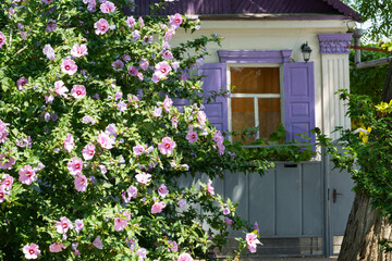 Fototapeta na wymiar Flowers of Hibiscus syriacus in front of a window of a rural house with lilac shutters on a summer sunny day.