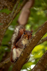 squirrel on tree