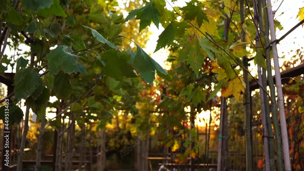 Aufkleber garden center with nursery. a ray of sun shines through the rows of autumn trees. slow motion