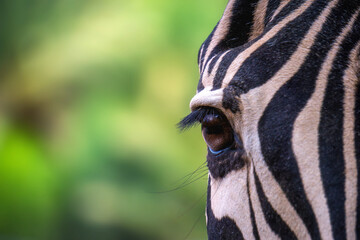 Zebra im Detail