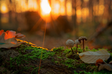 Pilze im Sonnenuntergang