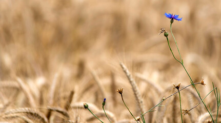 Bleuet isolé dans les blés à Augisey, Jura, France