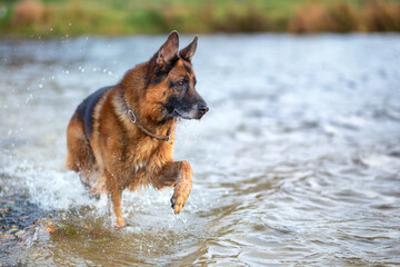 Schäferhund im Wasser