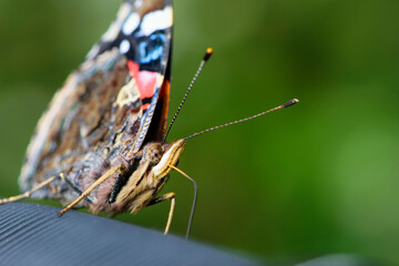 Vanessa atalanta. Red Admiral. beautiful butterfly macro photography. on a green background. insect close-up. big butterfly