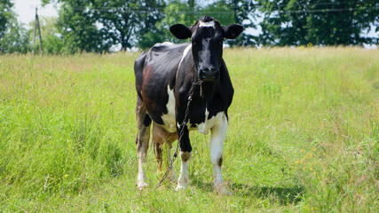 cow. Dairy cow in the pasture. black young cow, stands on green grass. spring day. milk farm. home animal. cattle. the cow is grazing in the meadow. close-up. black and white animal in green grass