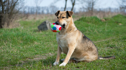 red-haired dog. a large dog holds a ball in his mouth, sits on the green grass. playful animal. the dog wants to play on the lawn. a pet. colored ball in the teeth of a dog