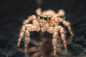 jumping spider.