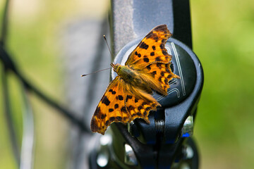 Polygonia c-album. Beautiful orange comma butterfly with spread wings. The insect sits on the...