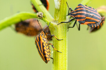 Italian striped bug, Graphosoma lineatum,