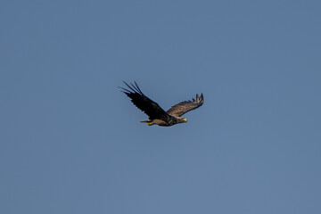 eagle in flight