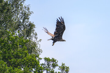 eagle in flight