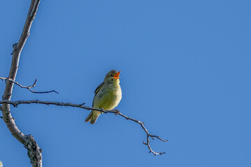 Icterine Warbler